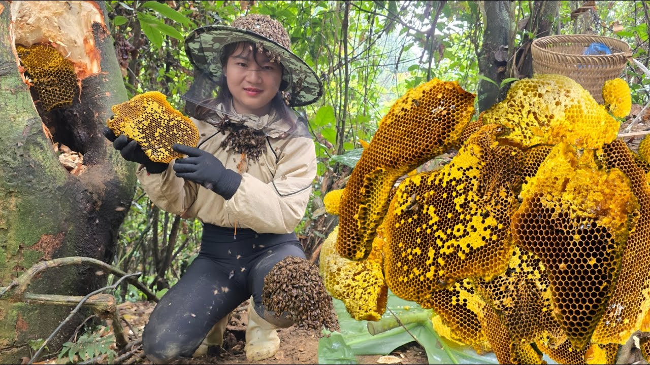 Two smart dogs catch bees with a Vietnamese girl to make a living - ha thi muon