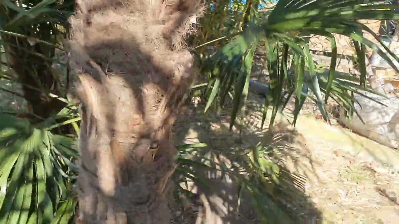 BestpalmTV. Karłatka, washingtonia filifera, trachycarpusowisko. Oddychamy świeżym powietrzem