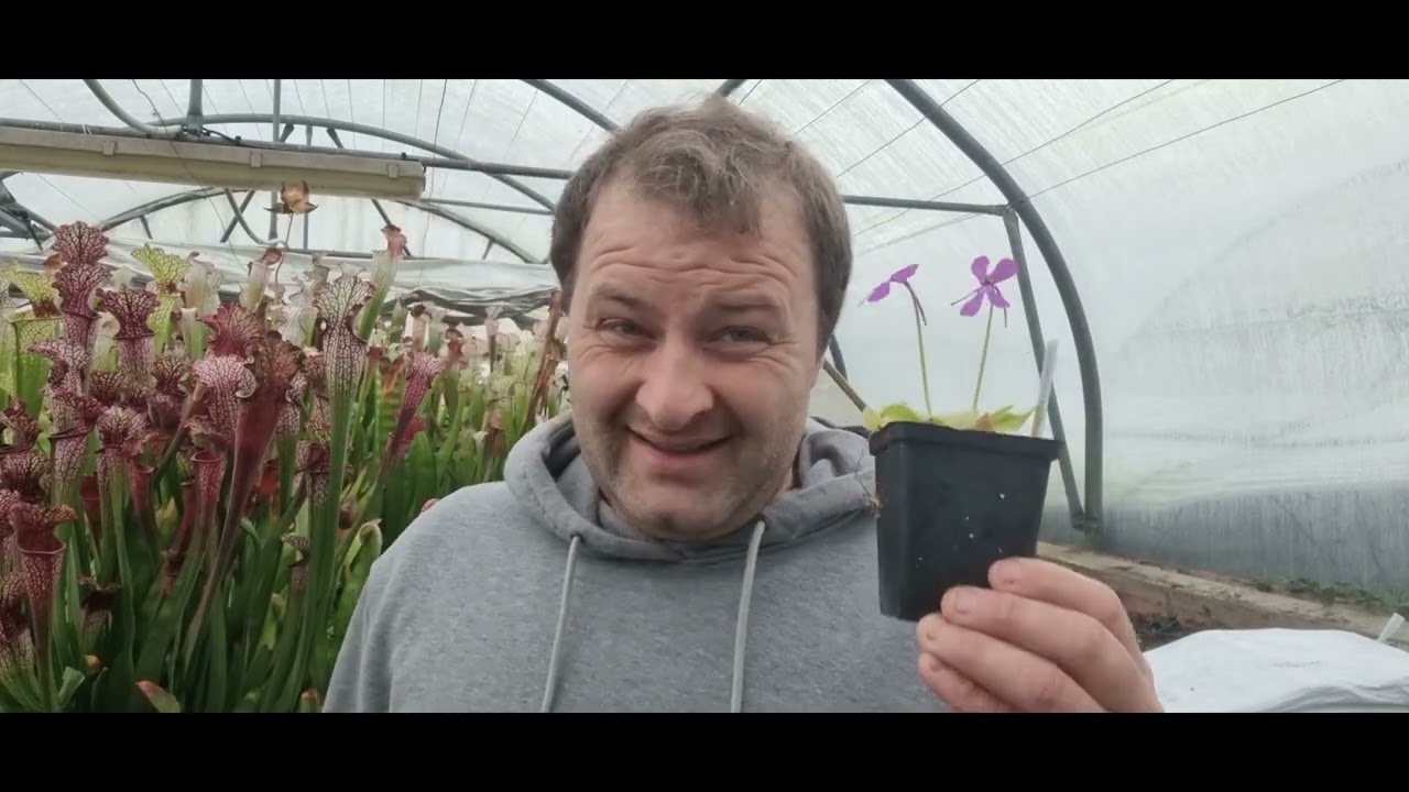 Comment arroser vos plantes carnivores en hiver
