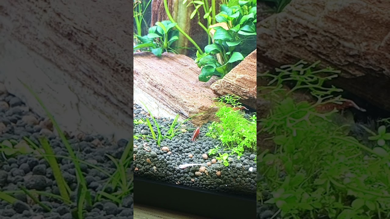 Dead Chili rasbora is now food for cherry shrimp 🦐 