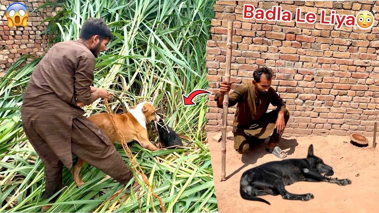 HAMZA THE BULLY DOG BADSHAH IS THE STREET DOG MARVA DIYA😱