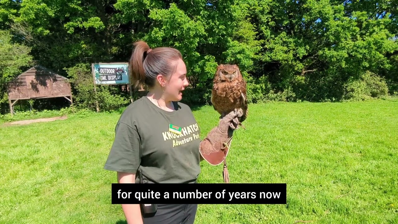 African Spotted Eagle Owl | Knockhatch Adventure Park