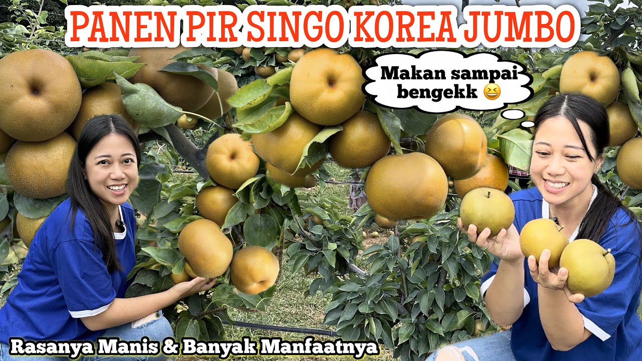 PANEN PIR SINGO KOREA JUMBO PERDANA 2023| MAKAN SEPUASNYA SAMPAI BENGEKK GUYS 😂