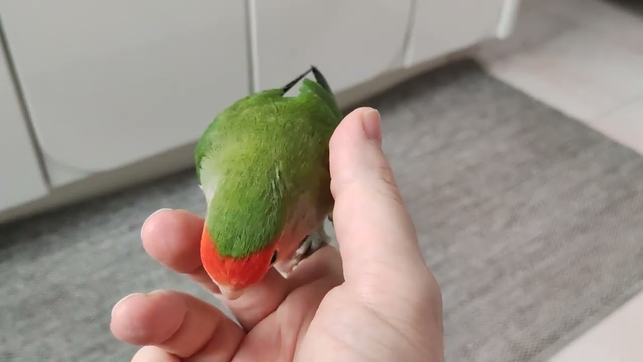 Pappagallo inseparabile allevato a mano