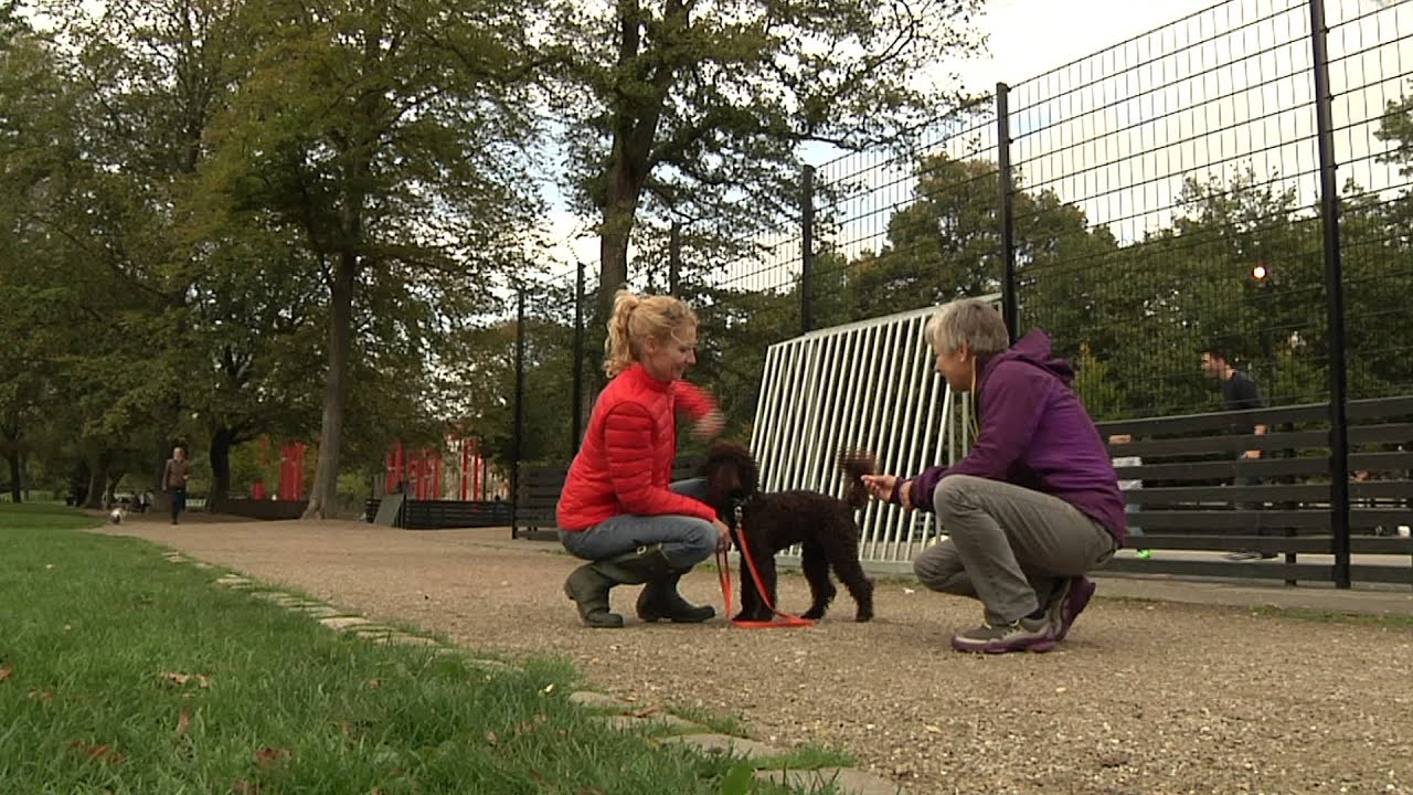 Hund med hensyn - 8. Søg hjælp ved uønsket adfærd
