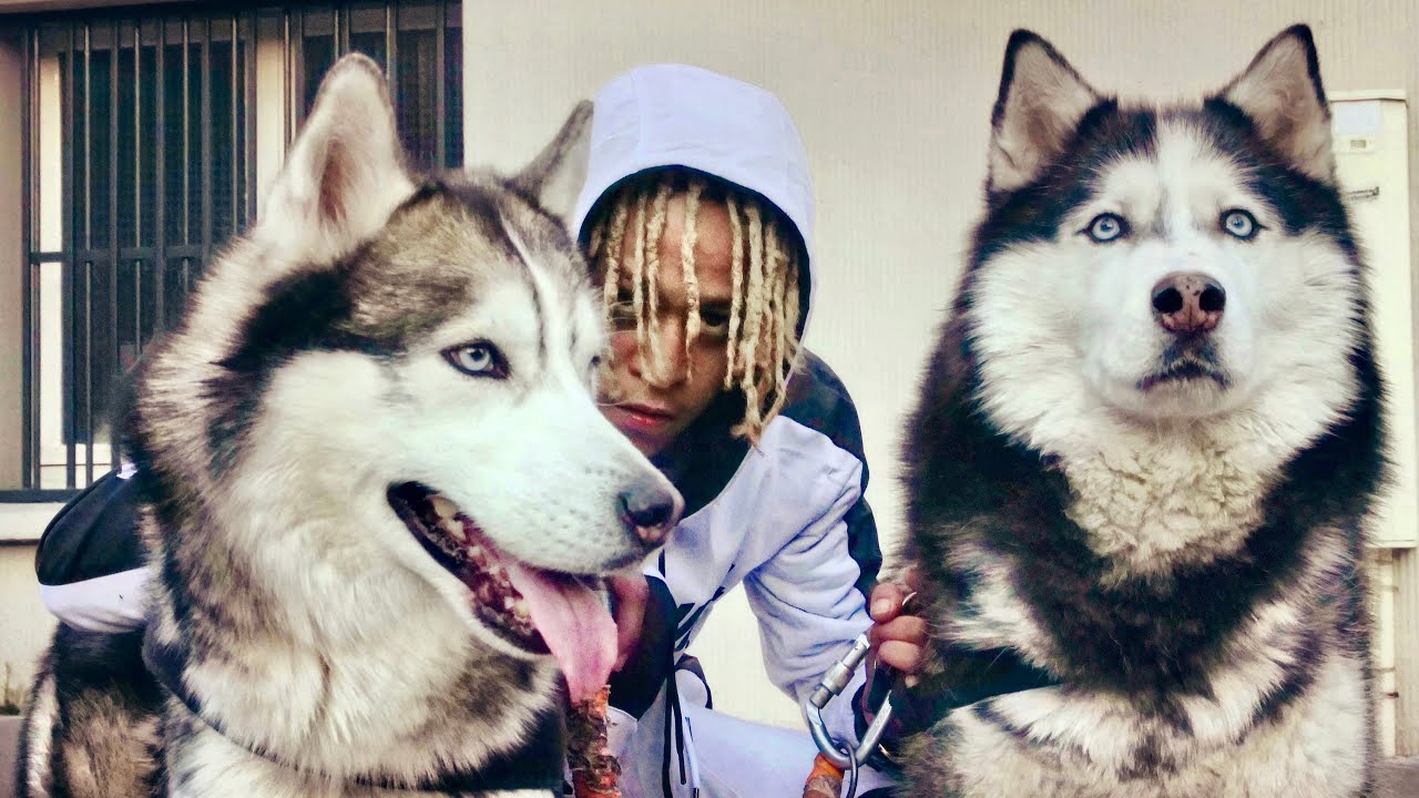 TA&Iuml;Z &laquo;&nbsp;CHIEN DE BERGER&nbsp;&raquo;