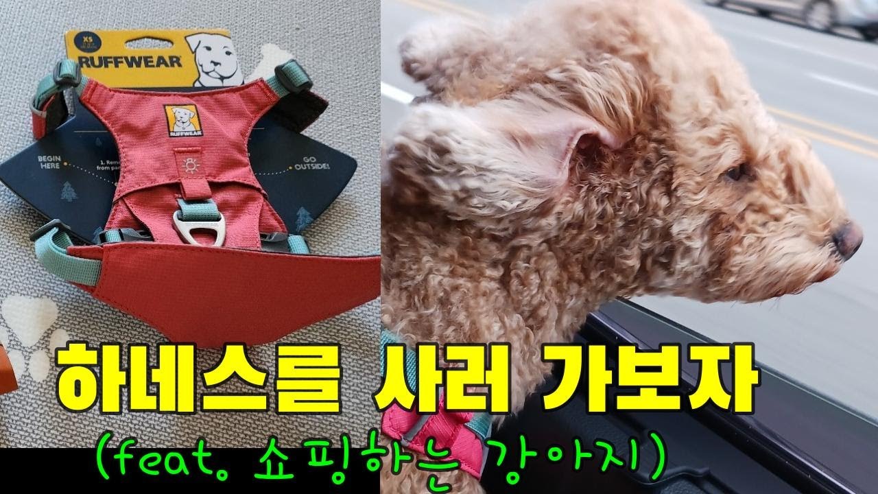 강아지 하네스 쇼핑하러 갔다왔어요 (#러프웨어, #송도현대아울렛 #강아지하네스 #강아지브이로그