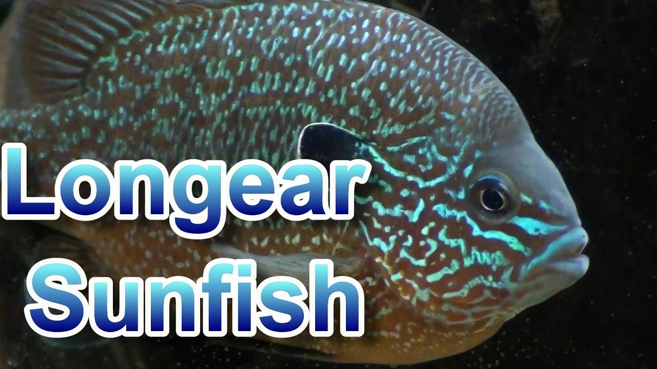 Longear Sunfish Tank- US Native