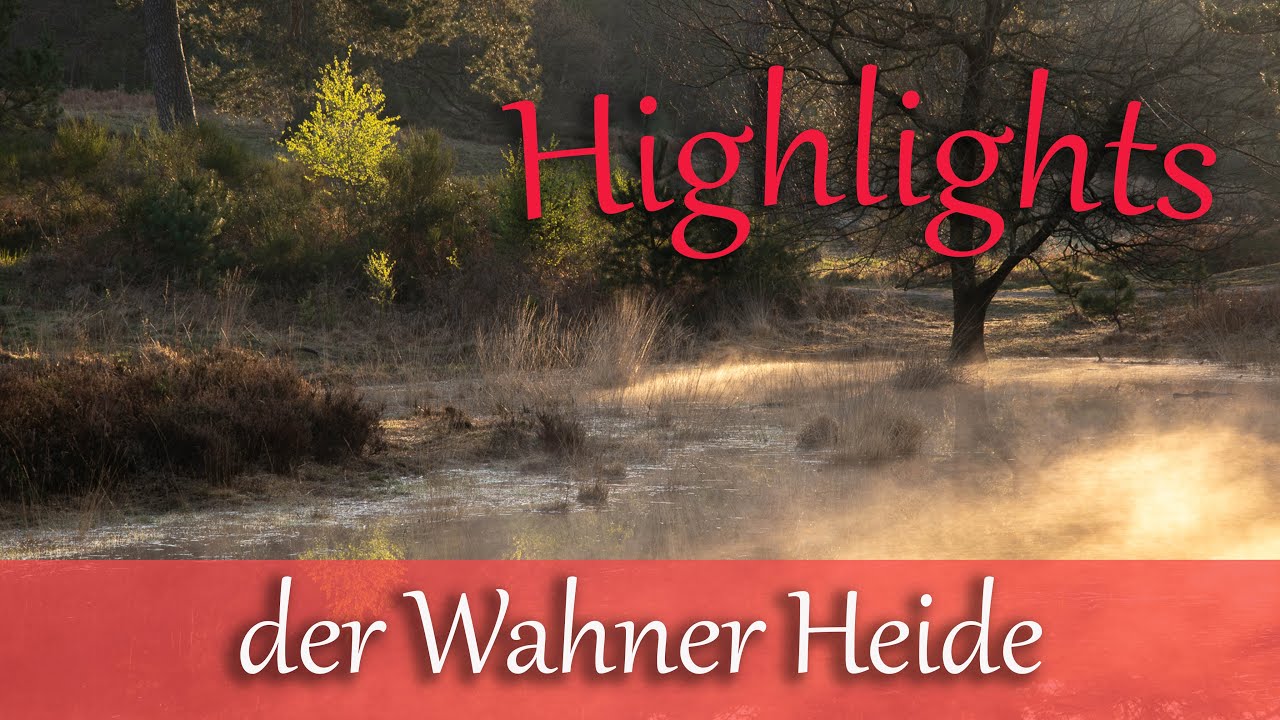 Highlights der Wahner Heide. Telegrafenberg , Tiere, Tümpel beim Sonnenaufgang und Querwindbahn