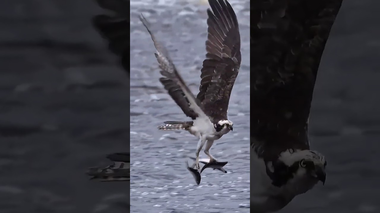 Osprey Super Predator Catch Three Fish in One Strike! 🦅🤩