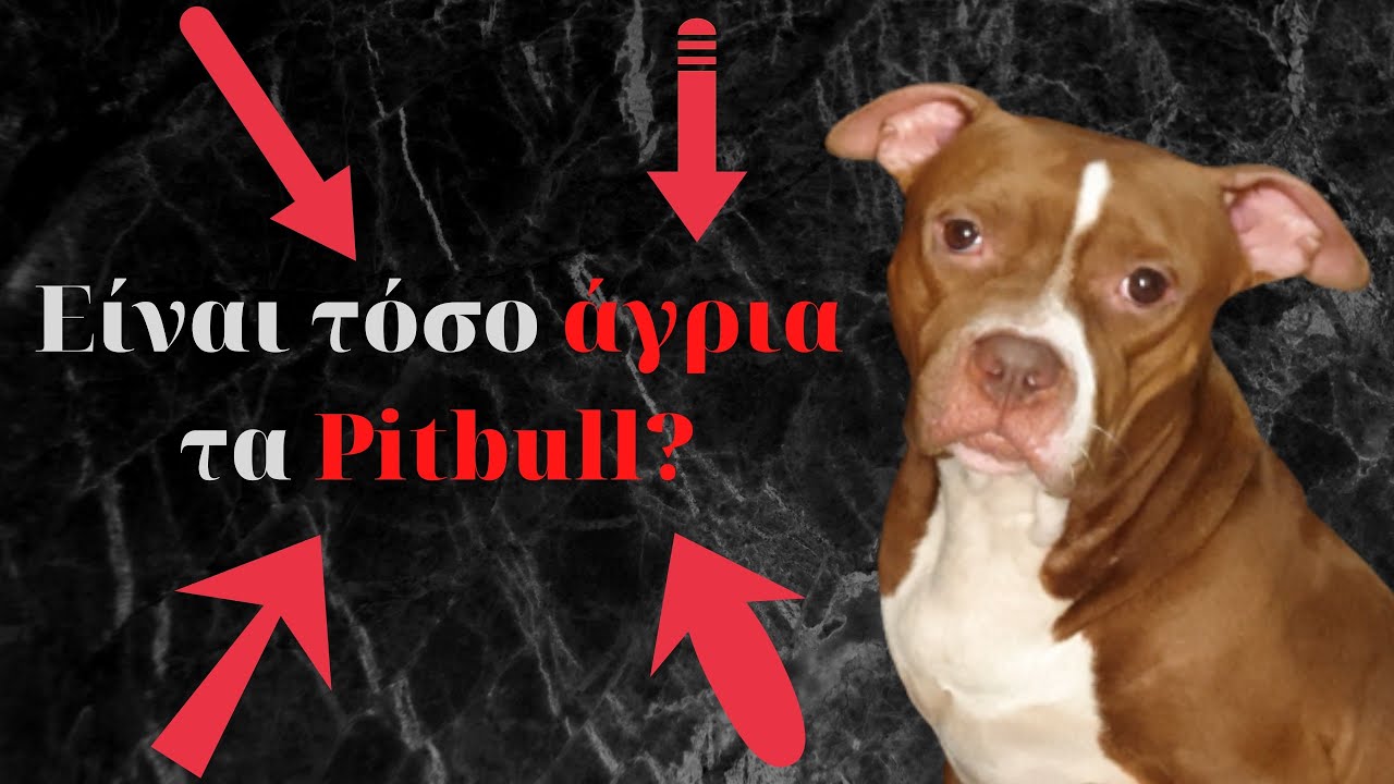 Άγρια Pitbull?