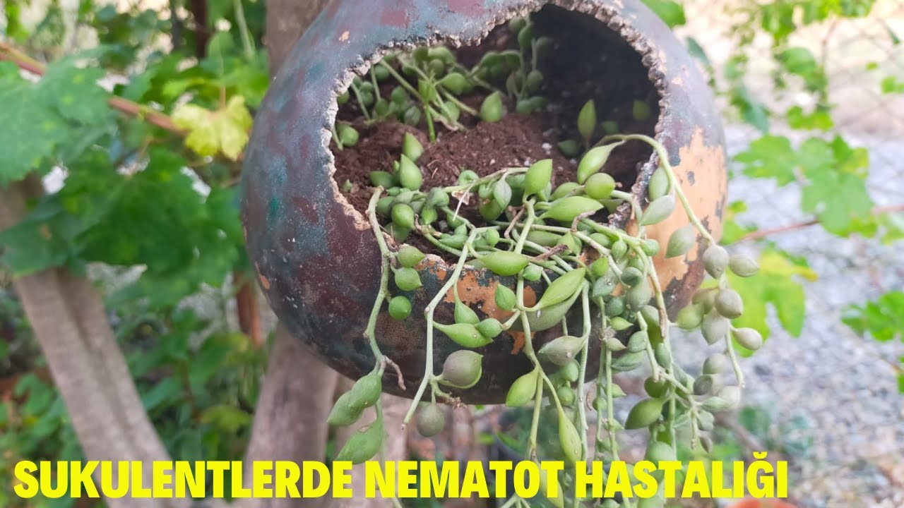 Sukulentlerde Nematot Hastalığı Zararları Tedavisi
