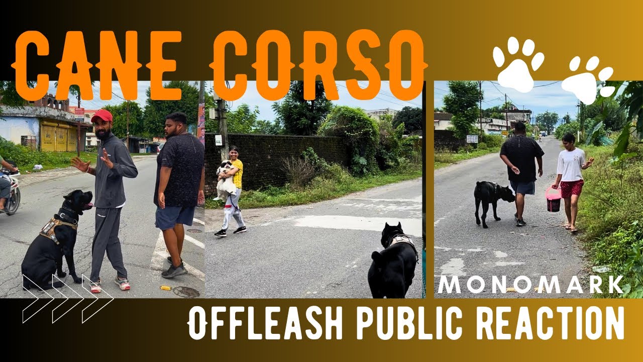 INDIAS 1st Offleash canecorso training /How to train Aggressive dog Offleash#canecorso #dogtraining
