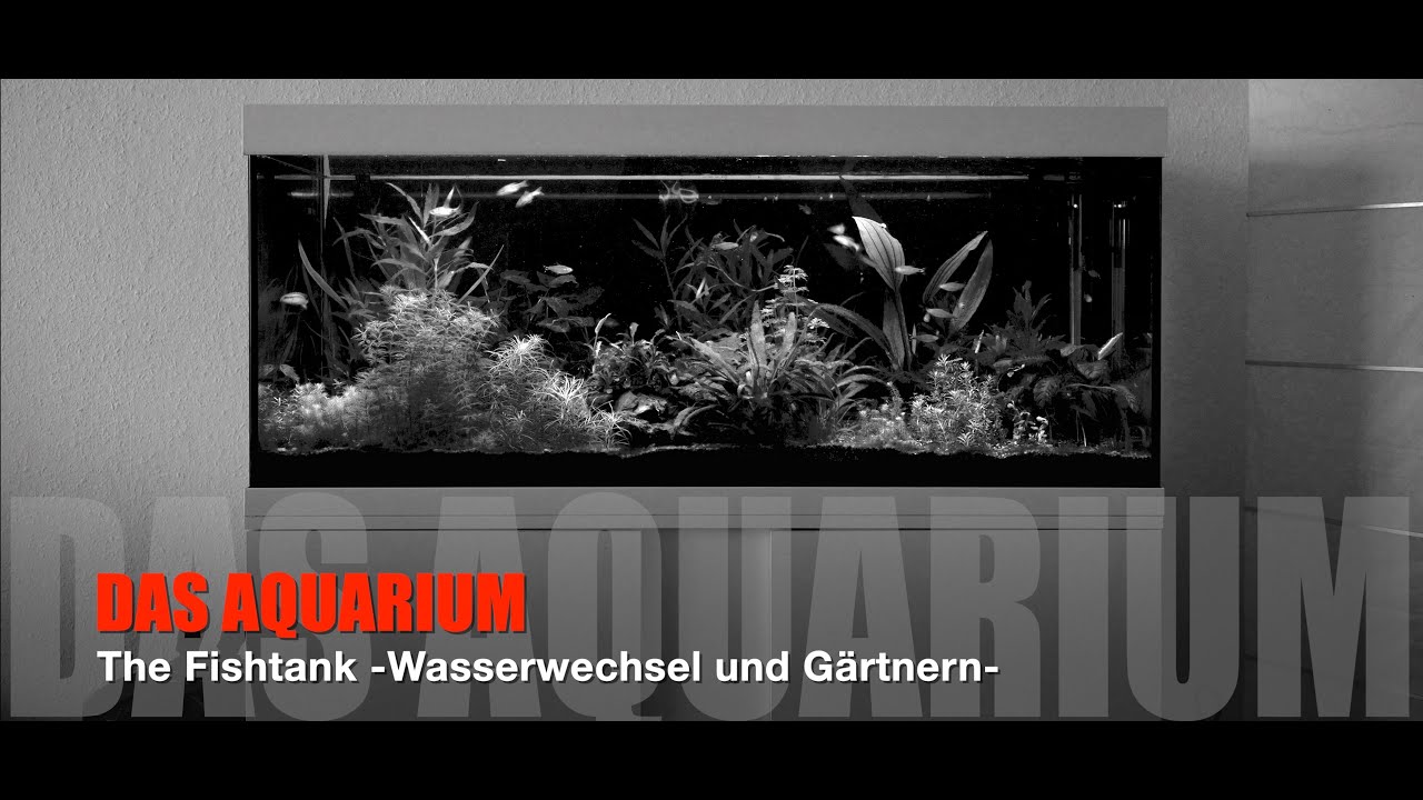 Eheim Vivaline Aquarium 240l -Fishtank- Smaragdprachtbarsch-Rotkopfsalmler-Odessabarben-Corys Julii