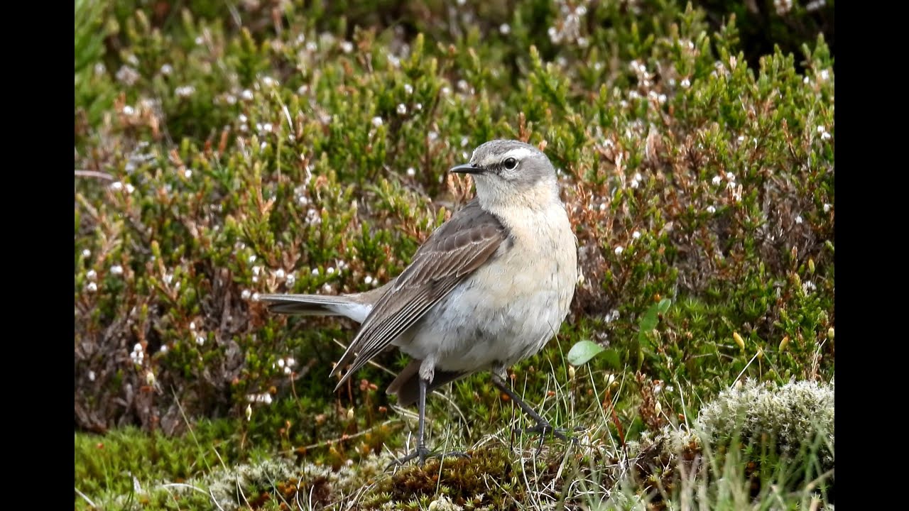 Lindu&scaron;ka horsk&aacute;, Water Pipit, Bergpieper, Waterpieper, Pipit spioncelle, Siwerniak