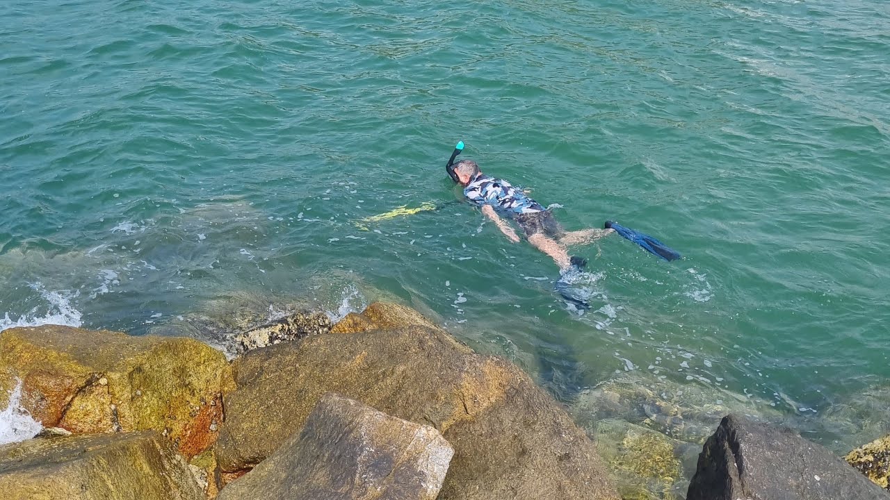 หาอยู่หากินตามชายหาด 