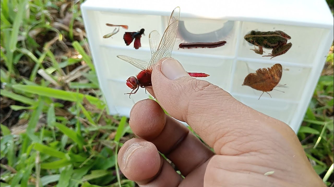 Catch Red Dragonflies, Betta Fish, Frogs, Butterflies in the garden.