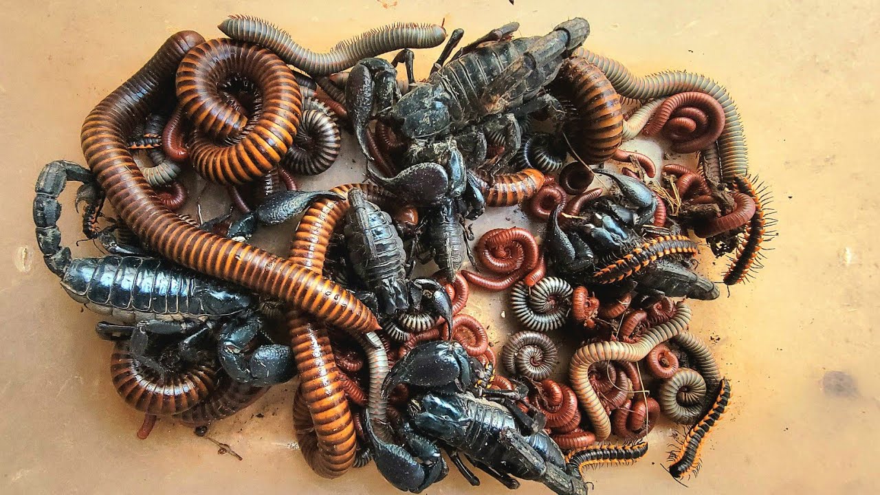 Today I Catch big Scorpion, red Millipedes, white Millipedes, Spotted 