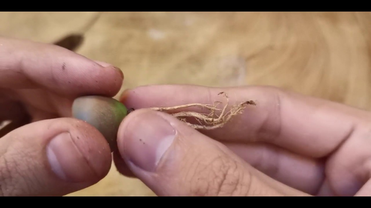 O que fazer quando receber seus Lithops da transportadora?
