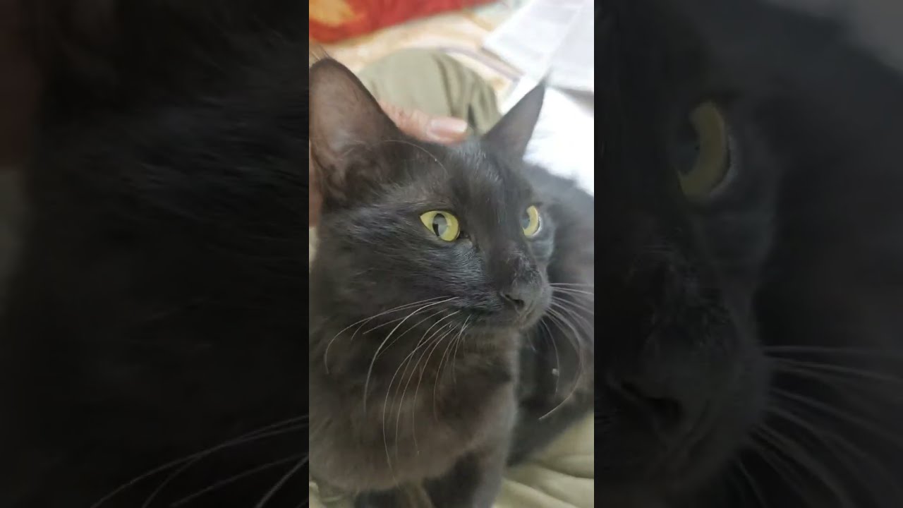 Fluffy - Coco so sweet