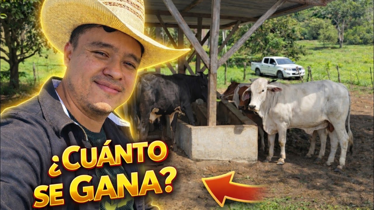 ¿Cuánto dinero puedes ganar con 7 terneros de Engorde?