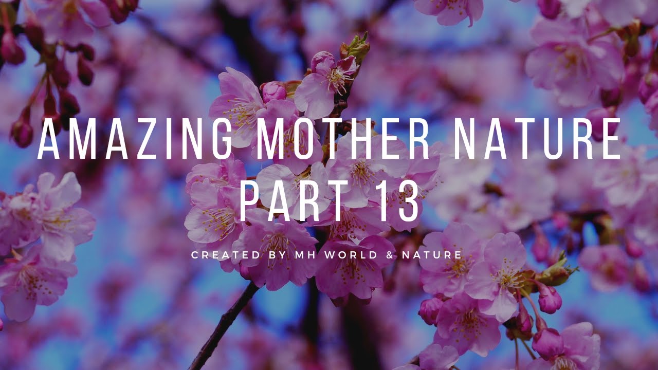 Amazing Mother Nature  | Japan Kyoto Cherry Blossom (Sakura) 2021