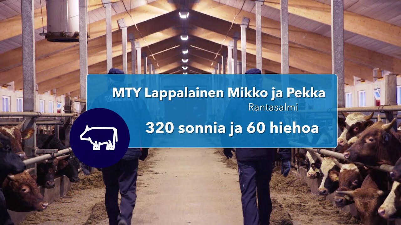 Vuoden nautatuottajat panostavat siihen, että sonneilla on hyvät oltavat