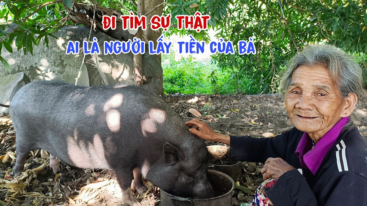 Cụ bà sống với con heo rừng ẩn danh trên núi bị lừa lấy hết tiền - tập 463