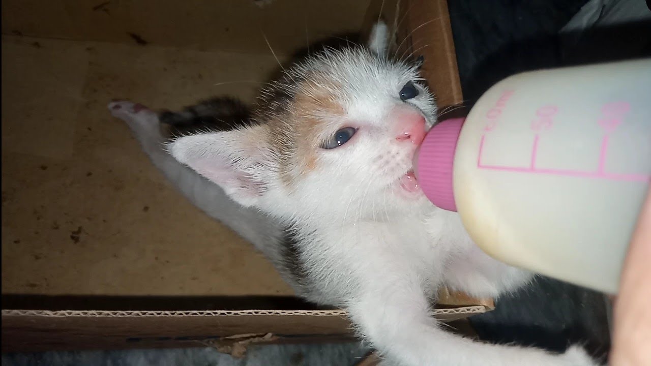 Rescue Feral Kitten Has Become Gentle And Friendly After Some Bottle Feeding
