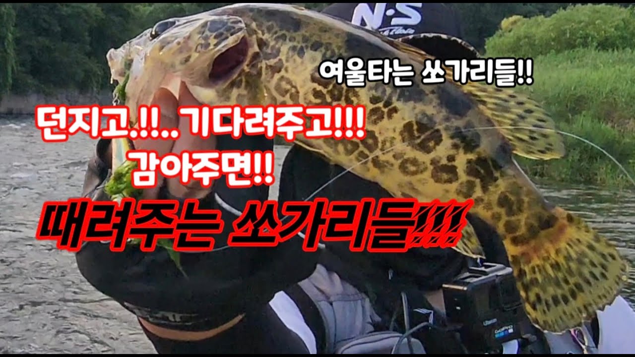 여울타는 쏘가리?? 던지면 나옵니다~!!!(영월)