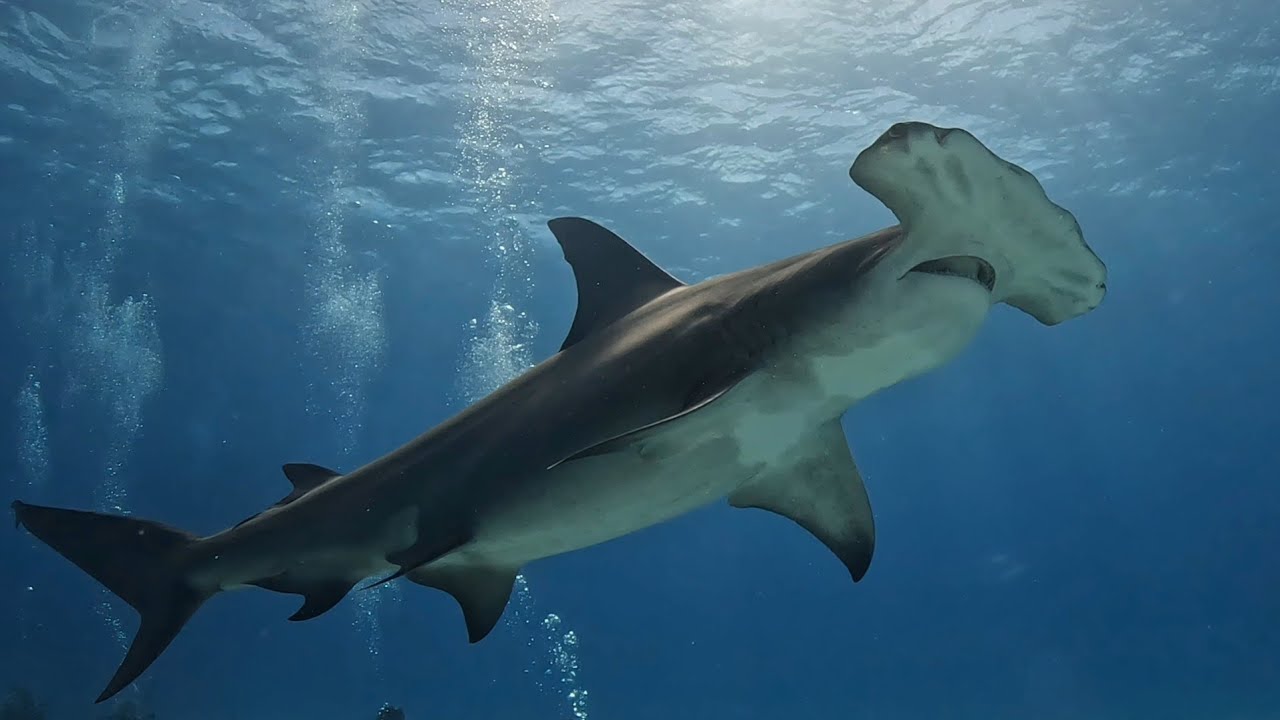 Bahamas 2025. Dia1(3/7)