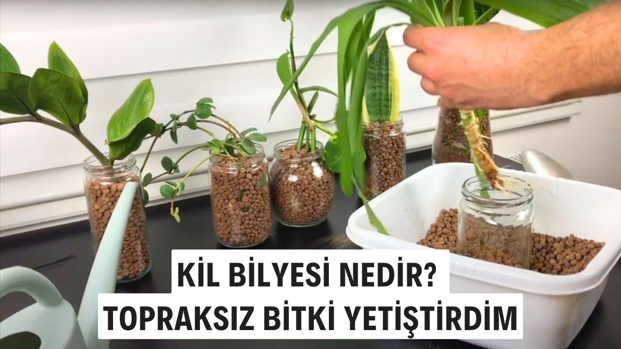 Kil Bilyesi ile Suda Yaşayabilen 6 Popüler Bitki | Bitkileri Topraksız Büyütmek?