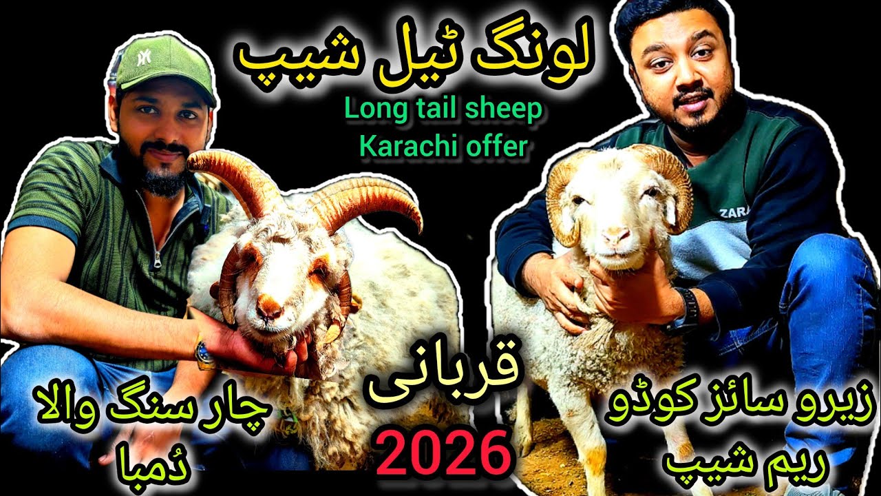 Long tail sheep | Zero size Codu RAM sheep | 4 singa Qurbani 2026 collection #cattlesjunoon #trend 