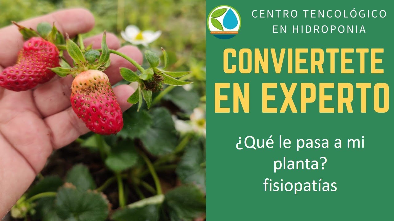 Fisiopatías, plagas y enfermedades en el cultivo de fresa, en suelo e hidroponia