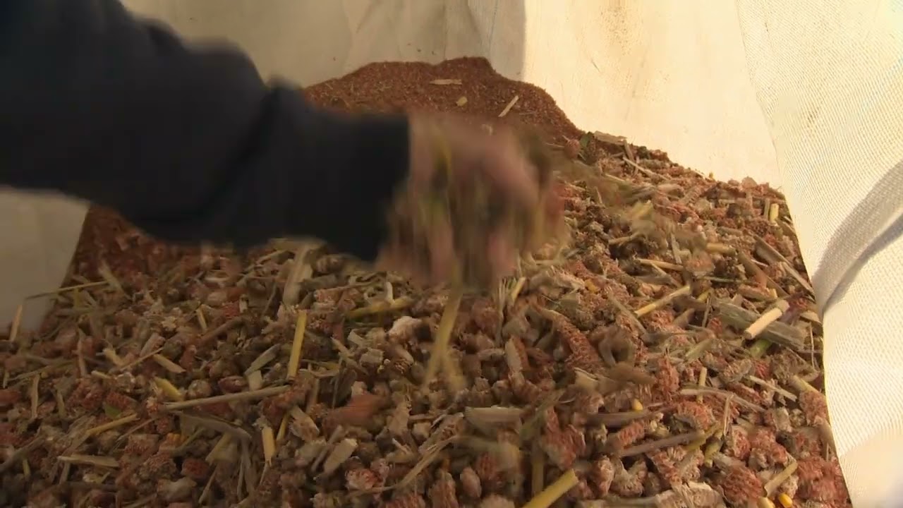 Linie zur Aufbereitung von landwirtschaftlichen Kulturen nach der Ernte