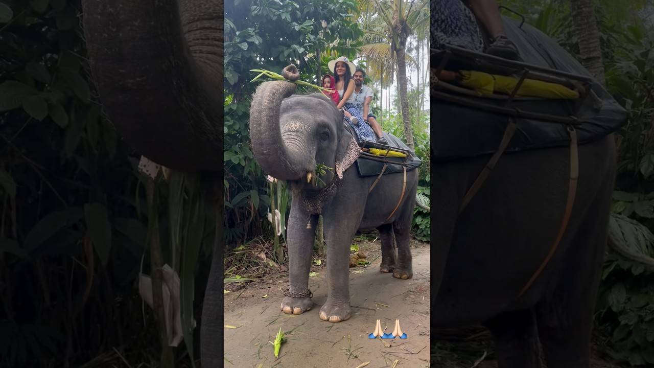 Elephant ride ❤️ #kerala #keralatourism #animals #fypシ #tiktok #viral #shorts
