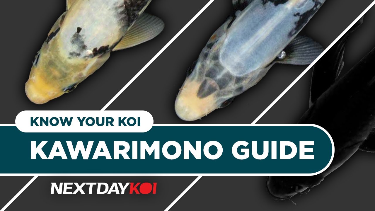 Kawarimono Koi: Kumonryu, Matsukawabakke, Karasu, Hajiro | Know Your Koi Episode 8.1 | Next Day Koi
