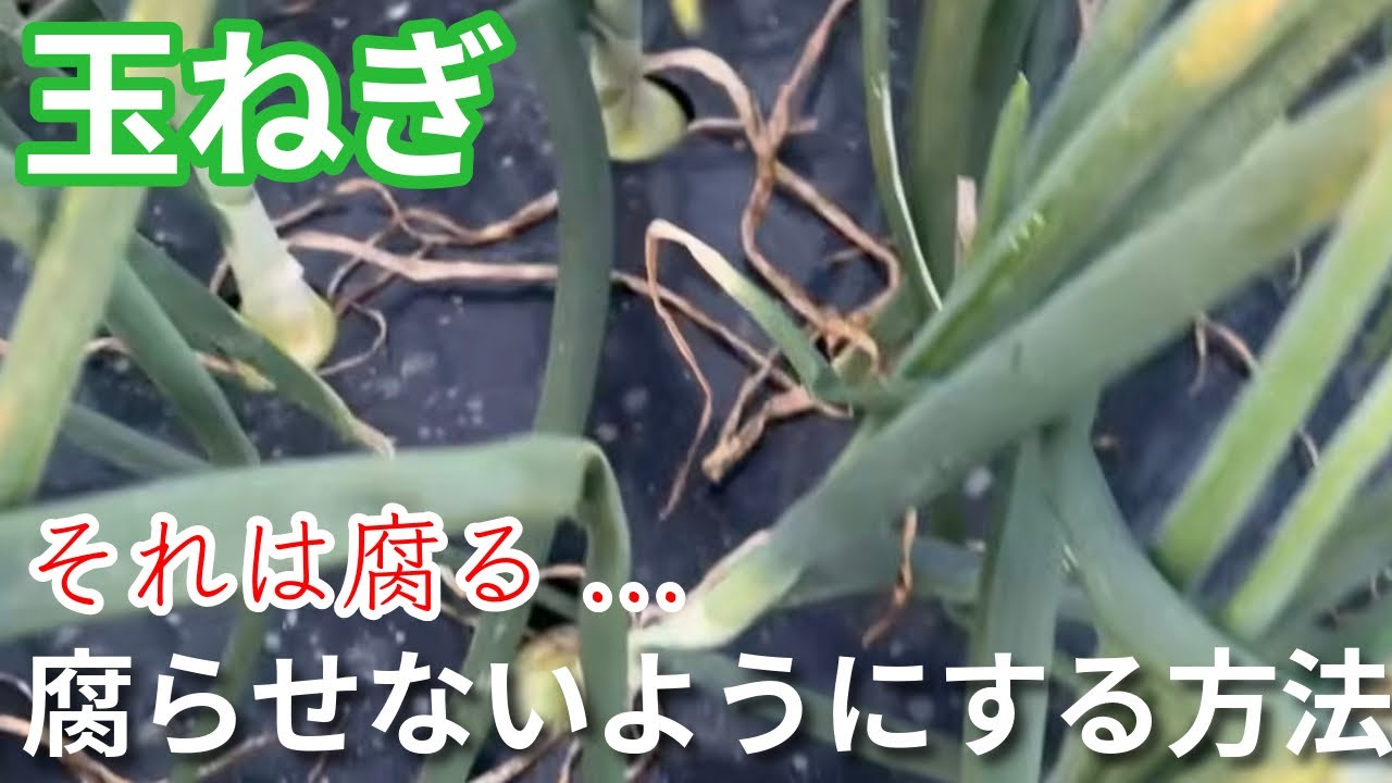 【玉ねぎ】えっ！玉ねぎが腐ってる　腐らせないようにするためには