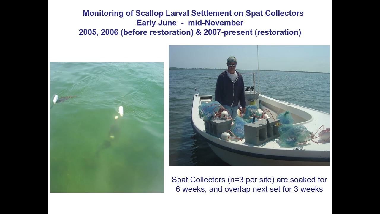 Peconic Bay Scallop Restoration Program