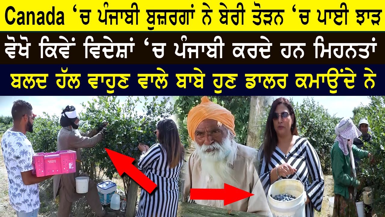 Canada 'ਚ ਪੰਜਾਬੀ ਬੁਜ਼ਰਗਾਂ ਨੇ ਬੇਰੀ ਤੋੜਨ 'ਚ ਪਾਈ ਝਾੜ, ਵੋਖੋ ਕਿਵੇਂ ਵਿਦੇਸ਼ਾਂ 'ਚ ਪੰਜਾਬੀ ਕਰਦੇ ਹਨ ਮਿਹਨਤਾਂ