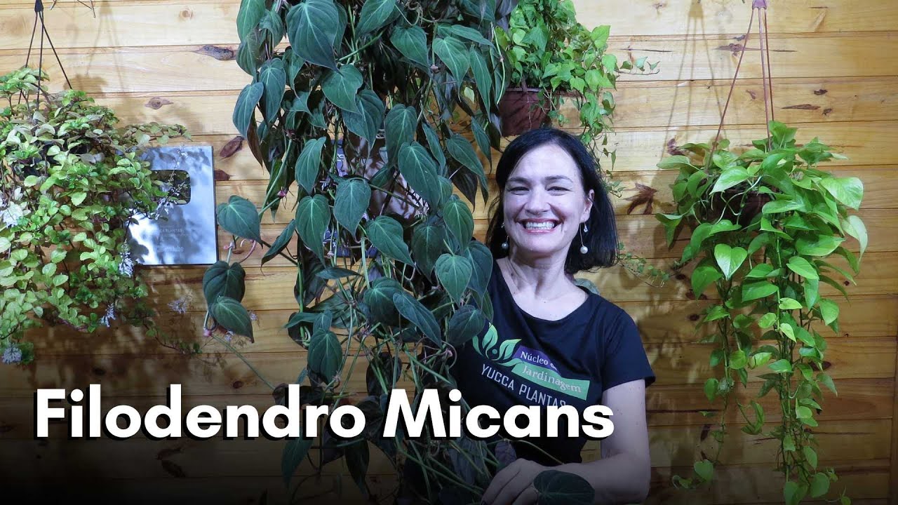MARAVILHOSO e RARO Filodendro Micans