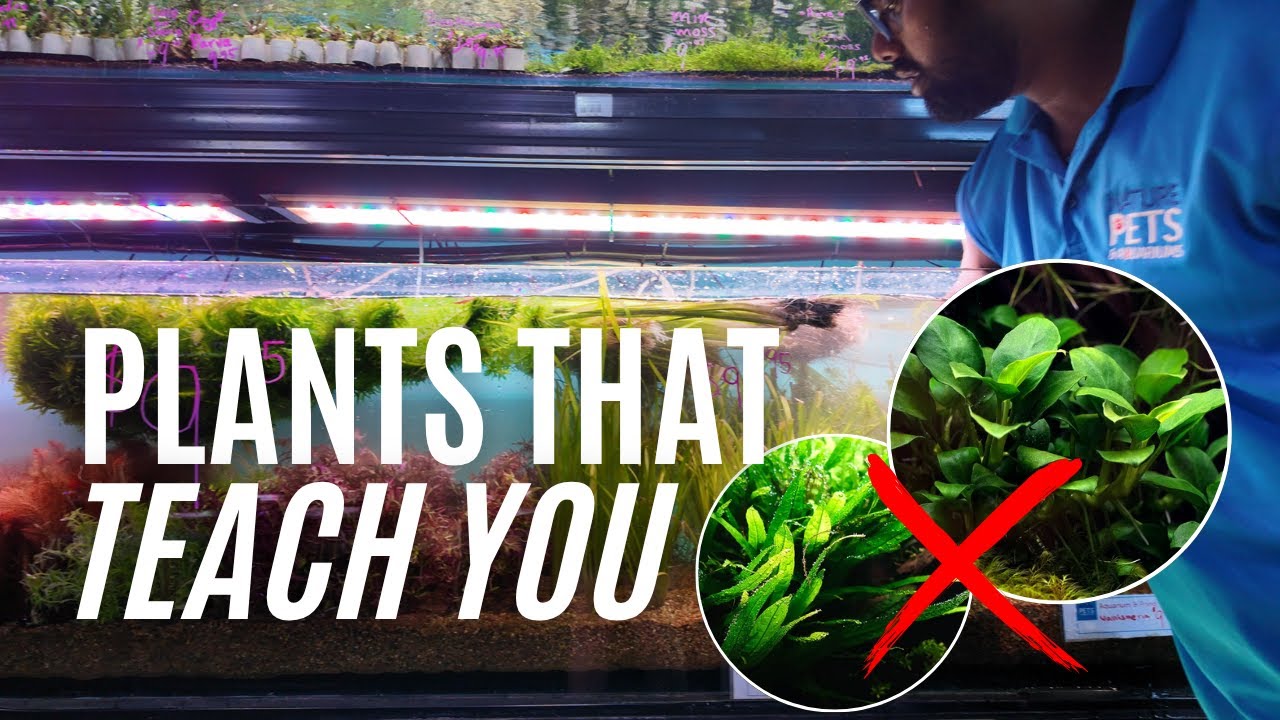 TOP 5 Beginner Aquarium Plants that'll ACTUALLY teach you something