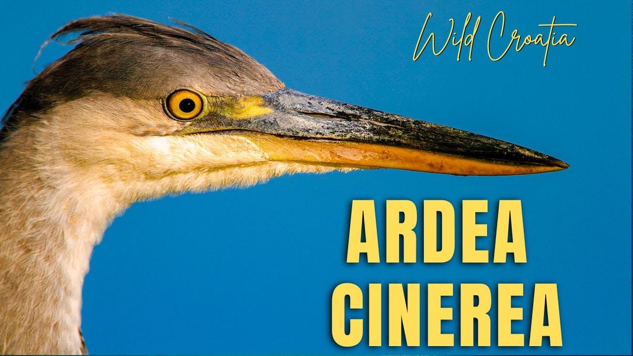 Grey Heron (Ardea cinerea)