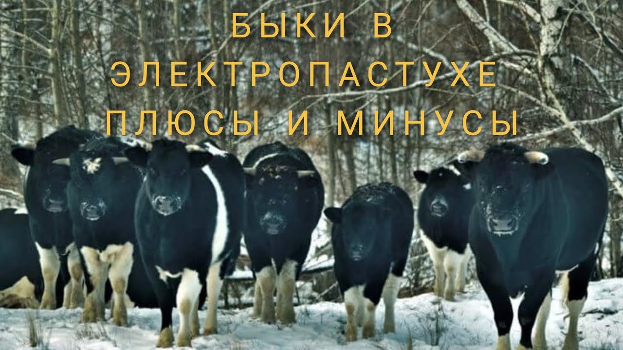 Взрослые БЫКИ в электроизгороде( электропастухе) плюсы и минусы