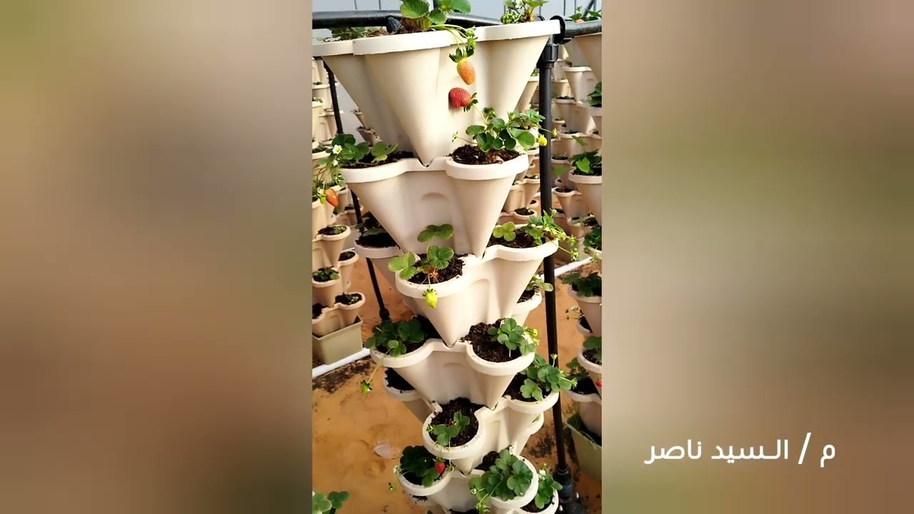 زراعة الفراولة في البيوت المحميه                          #زراعة_مائيه