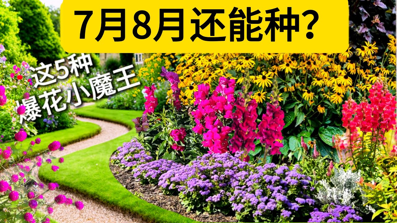 《7月8月还能种？这5种60天内爆花王，邻居以为我开挂了！》 Still Time to Plant? These 5 Flowers Bloom Like Crazy in 60 Days!