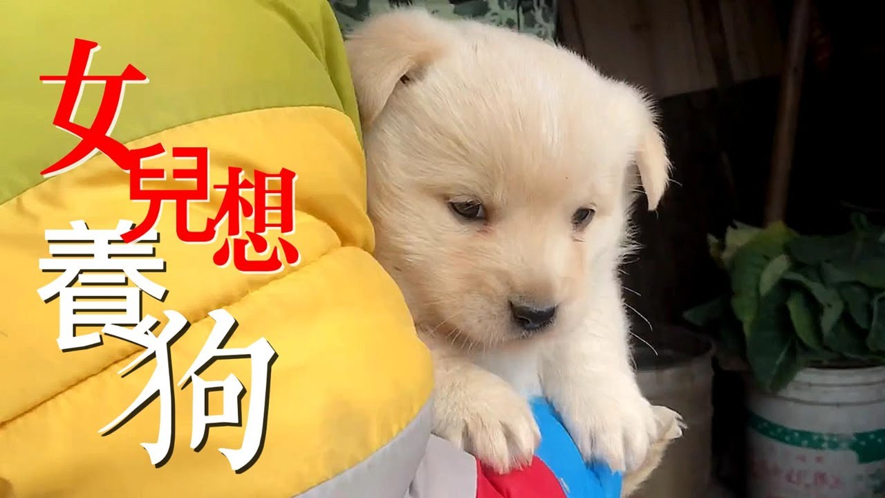 80元買來的小狗才3天就知道看家護院了！