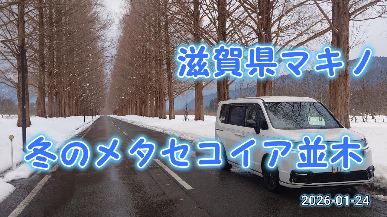 2026-01-24  雪のマキノメタセコイア並木調査！
