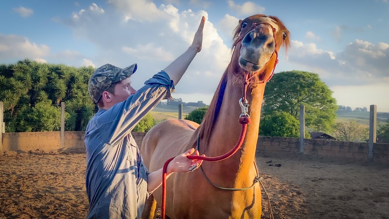How To Fix A Reactive & Head Shy Horse In 2 Minutes!