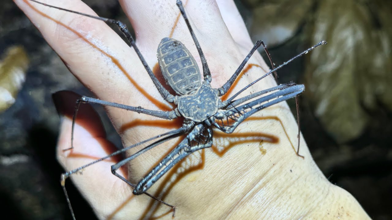 アマゾンの奥地でとんでもない虫を捕獲しました